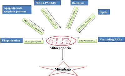 Mitophagy: An Emergence of New Player in Alzheimer’s Disease